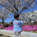 이마트24 사천남일대해수욕장 | 경남 숨은 벚꽃 명소 사천 남일대 해수욕장 벚꽃길