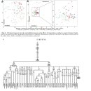 A Mitochondrial Revelation of Early Human Migrations to the Tibetan Plateau Before and After the Last Glacial Maximum 2010 이미지