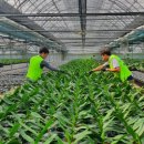 영남화훼농협 이미지