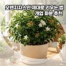 오렌지자스민 키우기! 화분 개업 선물 추천 및 꽃말, 열매까지 총정리