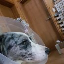 어정동물병원 이미지