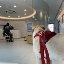 건국대학교 부속 동물병원 | 대형견 헌혈 후기2 - 건대 부속 동물병원 헌혈센터