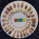 토종산천 이미지