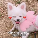 글로벌에스에스 이미지