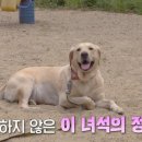 도그동물농장 이미지