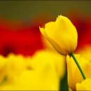 꽃봉우리 이미지