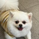 언제나사랑할개