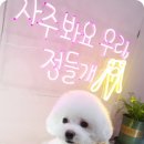 꽃다비펫 이미지