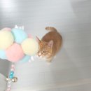 주식회사 마마(마마캣) | #내돈내산 #집사의 선물 / 마마캣 낚싯대 쇼핑 후기