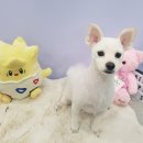 벨라 펫샵 이미지