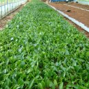 아담농장 이미지