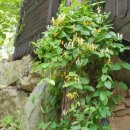 토브의 강가 이미지