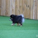 펫클럽 오산점 이미지