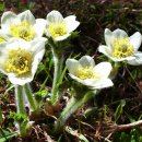 아네모네 이미지