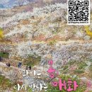 광양매화골농원 영농조합법인 | [광양 아이와 가볼만한 곳]2023 광양매화축제( 공식 주차정보, 팁 포함⭐️)