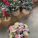 삼일꽃화원