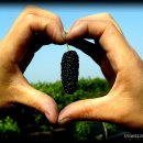 단이농장 이미지