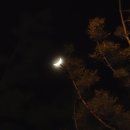 달 달빛 달밤 초승달 초생달 이미지
