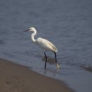 작은백로 이미지