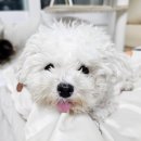 낼름 낼름 이미지