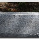 용장리 느티나무 이미지