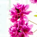 연산홍 - 용인시 처인구 한터로 34 | 연산홍