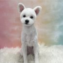 애견미용실 이미지