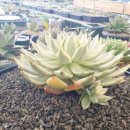 조성근농장 이미지