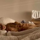 펫트리동물의료센터 이미지