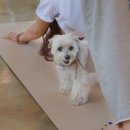 도그랑 나랑 이미지