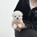 야옹아멍멍해봐삼각점 이미지