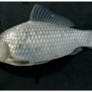 새마을낚시터 이미지