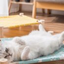 사랑해묘 이미지