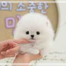 남지애견샵 | 동탄강아지분양 소통이 잘 되는 애견샵