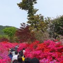 [와~] 강진 남미륵사 서부해당화🌸봄꽃축제🌸 이미지