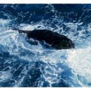 고래 한 마리 이미지