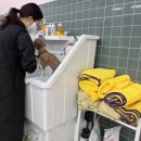 양산독케어 네이버블로그