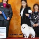 로베르토폼 이미지