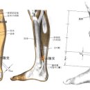 삼음교혈 SP6 삼음교(三陰交 2개 혈) : 足三陰經之會穴. 陰陽二總穴之一. 이미지