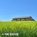 [카페 청보리밭] 초록 보리와 파란 하늘의 환상적인 콜라보, <그해 여름은> 드라마 촬영지 청보리 창고