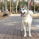 (주)펫에어라인 이미지