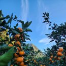 대광농장 | 겨울철간식 제주감귤 귤세상