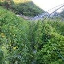 꼬꼬네농장 이미지