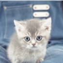 대구고양이분양 도로시펫 | 대구고양이분양 찾는다면? 대구고양이분양 도로시펫