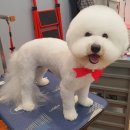 삐삐펫살롱 이미지