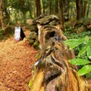 치유의 숲 방문자센터 이미지