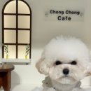 이쁜강아지 이미지