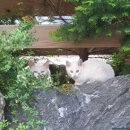 하온치과의원 | [고양이 전발치] 분당 고양이 치과전문병원 에서 희동이 전발치 수술진행