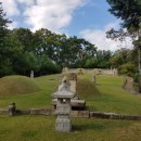 방학동 은행나무 이미지