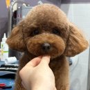 도루몽실 이미지